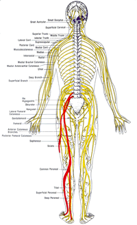 skeleton